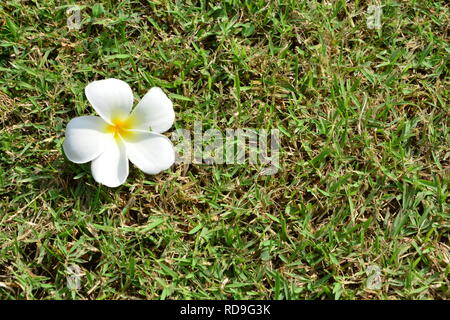 Frangipani, Temple tree, Plumeria flowers on grass Banque D'Images