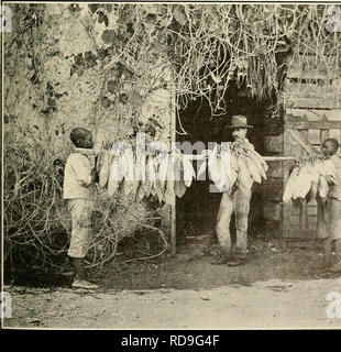 . L'examen de Cuba. La CUBA REVIEW 19 ^^^^^^^^n fl Â"Â"MatiÂ"|^^^^^^^^^^^[ - Mil ; ^â ¢ s^^^'â ¢' H* JE PI-^JSHI TFT 1 . . :^-a, mmi.^^j'ai un W*-"^^m msi r--- - : :,^^^^^^H '^ ^^^H^^^^B &Lt ; ^ ^^J'â Pmi . f' ' : :^s^^3^HKa. * IM :-J.7M^ ^â ¢ ' ' ff. *UN^^ ^j JHP^^^^ljL I.  ;'"^-^^^l !Â" ^» ^5^^j'w H ' '^^-wm. % â 1 HhI cl^^^iiik T !k- s . " Â Â ¢ : '., ;'â ¢'â â â â â ; ^^^^^kSH H "iHr -^â l'examen de choix des feuilles de tabac. Choix de filets- feuilles enveloppantes sur perche pour aller dans Shcil de durcissement. Veuillez noter que ces images sont extraites de la page numérisée des images qui peuvent avoir été retouchées numériquement pour r Banque D'Images