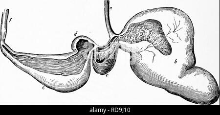 . Zoologie : pour les étudiants et les lecteurs en général . Zoologie. 604 ZOOLOaT. le cheval dans l'Orient a cinq, et dans l'ouest (Afrique) 6 vertèbre lombaire ; en France les deux formes se produire ; chez le cheval avec mais cinq vertèbre lombaire la forme du crâne est également différent. Le Ilemqjpus, le tre-jMU et muzir de Tartarie, ainsi que le livre blanc, shaggy cheval de l'altitude du Pamir en Asie centrale qui est souvent considéré comme le stock d'origine, peut être une course qui est revenu à l'état sauvage, en partie car les chevaux sauvages se produisent en Syrie, sur le don, et vivre en grands troupeaux sur les llanos et de Pampas de So Banque D'Images