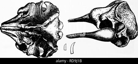 . Zoologie : pour les étudiants et les lecteurs en général . Zoologie. 604 zoologie. La pêche des baleines premier surgirent dans le douzième siècle dans le golfe de Gascogne. Dans les colonies de la Nouvelle-Angleterre ont été poursuivis dans des bateaux à partir de la rive. En 1854, la pêche a abouti ; depuis lors, il a diminué. Il jjrincipally est exploitée par les Américains, New Bedford étant maintenant le port- à partir de laquelle les baleiniers sont envoyés à l'Arctique Kogii Flowivi m.-Après Grayson, de Gill. régions et du détroit de Behring, cent dix navires ayant été envoyé en 1876 à partir de ce port. Étroitement allié à Physeter macrocejjhal Banque D'Images