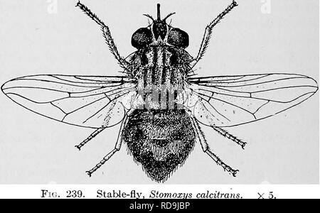 . Des parasites animaux et la maladie humaine. Parasitologie médicale ; insectes en tant que porteurs de la maladie. 504 d'autres mouches suceurs de sang de la maladie pourraient être détruits, et que les mouches tsé-tsé disparaîtrait si leur principale source de nourriture ont été coupées. Les animaux domestiques sont, cependant, tout comme pour les mouches tsé-tsé pour nourrir comme sont gibier sauvage et il y a de bonnes raisons de croire que les mouches ne serait en mesure de subsister sur les petits mammifères, oiseaux des forêts, des crocodiles, etc., en l'absence d'autres aliments. Même si tous les animaux sauvages ont été détruits, et les animaux domestiques exclus depuis de nombreuses années, assez de mouches wou Banque D'Images