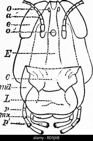 . Zoologie : pour les étudiants et les lecteurs en général . Zoologie. 332 ZOOLOOT. En ce qui concerne maintenant le côté du corps sous l'insertion de l'aile (cochon. 279), nous voyons le côté qu'au milieu de chacun des segments thoraciques postérieurs et est composé de deux pièces, episterimm^, antérieure, en appui sur le sternum, le epimermn witli derrière elle ; ces pièces sont verticalement hautes et étroites, et pour eux la jambe est inséré par trois pièces, appelés respectivement toxa, trochantine {trochanter, et sui cochon. 279), ce dernier formant une véritable articulation de la jambe. Les jambes se composent de cinq articulations bien marquée, le fémur (cuisse), ti Banque D'Images