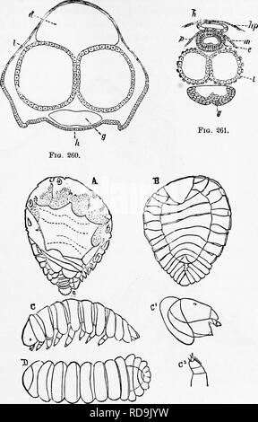 . Zoologie : pour les étudiants et les lecteurs en général . Zoologie. 180P0DA. 309. Cochon. 262. Fig. 260.-l'article de l'embryon comp.bng. d, de l'intestin ; J'epitlielium- forme, les murs des deux lobes du foie ; g, section transversale de l'alimentation ; h, les murs de l'organisme. Bobretzky-après. Remplir. 861-Section de plus udvanced embryon comp-bug. h, cœur, hp, hypnder- couche mal ou corps-'ans ; m, la complainte de l'intestin : c, l'épithélium de l'intestin ; p, divisant cell-wall entre le hejirt et de l'intestin ; I, deux lubrifiants du foie ; g, le ganglion, libérer de l'espace à combler avec la fin Banque D'Images