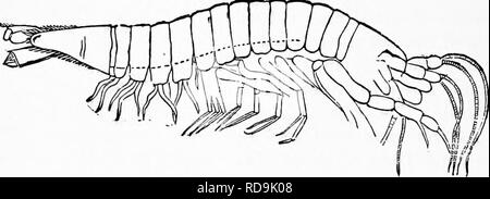 . Zoologie : pour les étudiants et les lecteurs en général . Zoologie. Zoologie 306. et l'Europe, qui peut être appelé Anthracarida, et qui ont des queues comme antennse et crevettes, mais le corps. Fig. Gampsmyx fimlniatus 254.- de la Communauté européenne du charbon, meaenres 214 fois eize naturel. et les membres, comme les amphipodes. Dans les isopodes le corps est plat- tened et la tête plutôt large. Fig. 256 est une vue dorsale d'uo Se7-Gau- dichaudi et Audouin Edwards, avec les deux paires de l'antenne ? Et a fait d'autre de chaque segment thoracique, disséqués pour montrer le système nerveux, les deux paires de nerfs antennaires ; les nerfs optiques (op) envoyé à Banque D'Images