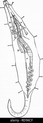 . Zoologie : pour les étudiants et les lecteurs en général . Zoologie. 222 ZOOLOGIE. insertion de la musculature elle s'agrandit, mais il n'y a pas de vrai estomac ; c'est environ deux fois la longueur du corps, et est pliée et tordue sur elle-même, se terminant dans le dos un évent marquée par une verrue externe, sur le tiers antérieur du corps. ode linéaire ce point se trouve une paire de grande, longue, légèrement tordu organes segmentaires(s)les extrémités libres des torches qui légèrement. Le système nerveux (Â") forme un anneau de l'œsophage, et de bien- il passe par un seul cordon ventral marquée, à partir de laquelle à de courts intervalles passer petite moujafa latérales courtes. Banque D'Images