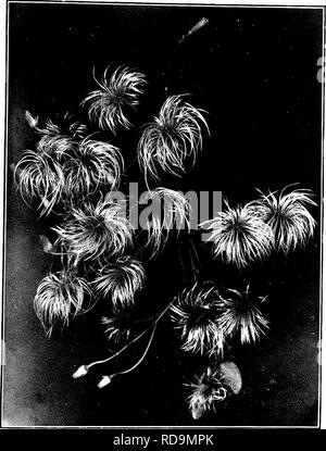 . Plantes de Nouvelle Zélande . La botanique. L'anémone, renoncule, CLEMATIS ET 161 DE LA FAMILLE. Fig. 45. Cleijiatis inclivisa de semences (^ taille nat). Clematis, si belle en déclin. Dont les étoiles fleurs, lorsqu'elles cessent de briller. Fondu dans les couronnes, sérigraphies, brillant et argenté-gondolé.'' Domett. 12. Veuillez noter que ces images sont extraites de la page numérisée des images qui peuvent avoir été retouchées numériquement pour plus de lisibilité - coloration et l'aspect de ces illustrations ne peut pas parfaitement ressembler à l'œuvre originale.. Laing, R. M. (Robert Malcolm), b. 1865 ; Blackwell, E. W. (Ellen W. ). Christchurch : Whitcombe Banque D'Images