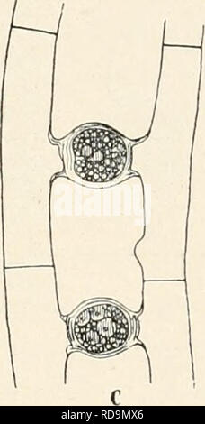 . Einführung in die Biologie. La biologie. Fig. 15. Mesocarpus. 220/1. gar nichts. Das ist der einzelnen Protoplasma Zelle von einer Zellulosehaut ringsum umschlossen, die der Zelle die Form Zylinders und gibt einen großen und enthält, plattenförmigen Farbträger Stärkeherden mit mehreren (vgl. S. 18). Farbträger der kann sich um seine Längs- achse drehen (vgl. S. 162) ; seitlich liegt der Zellkern une IHM. Durch der Teilung Zellen entstehen lange Fäden, die sich zu schließen Flocken verschlingen. Im Mai Juni hören oder die Zellteilungen oft auf. Pour en treiben Fäden, die nebeneinander liegen, Nahe Banque D'Images