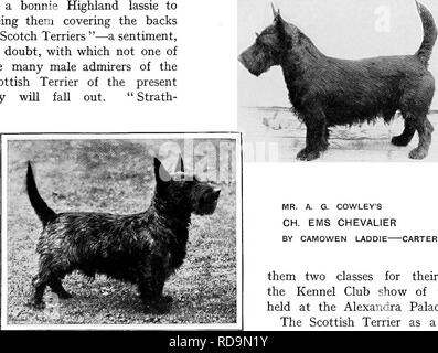 . Le nouveau livre du chien ; une histoire naturelle de la les chiens et leurs parents à l'étranger, avec des chapitres sur le droit, la reproduction, l'élevage, de gestion et de traitement vétérinaire. Les chiens. Le SCOTTISH TERRIER. 383 c'est cette lettre de " Strathbologie's" qui a présenté comme une duplique les versets qui la tête de ce chapitre, pour la lettre " Strathbologie " se plaint que dans un article écrit quelque temps auparavant par le Dr Gordon d'équitation sur la race, le médecin, un homme- Sylvestre, a comparu à la classe Scottish Terriers avec "le long wooUed Taman Harum Cottages-jouets de Brad- ford," et Banque D'Images