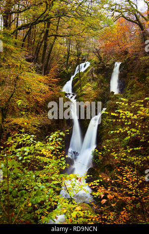 Haut permanent parmi les arbres au bord du ravin à l'ensemble de Stock Ghyll Force l'eau de l'automne et la fin de l'automne feuillage coloré. Banque D'Images