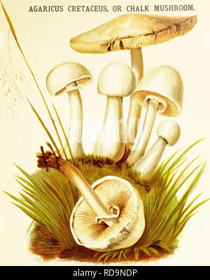 . Les champignons d'Amérique, comestibles et toxiques. Les champignons, Côté Cuisine (champignons) ; cbk. AGARICUS CRETACEUS, ou des champignons de craie.. Tôles IV. Q^SQPIPXION. PiLEDS. Blanc pur, sec au début, près de l'amas globulaire en forme de cloche, puis, enfin l'expansion et deviennent plus foncés, même fumé en couleur. En début de croissance très friables, cuticule peeling toujours facilement. Branchies. Au premier abord, d'un blanc pur puis rosâtre, enfin rusty ; dépérit dans la couleur et de la texture ; toujours tvirning ou rose sombre si exposé à la chaleur sèche. Tige. Bulbe creux, à la base de petits spécimens, puis s'allongent et l'égalité ; laisse la prise facilement, sans se rompre en Banque D'Images