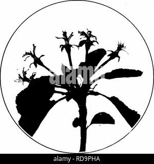 . Insectes nuisibles : la manière de reconnaître et de les contrôler . Les insectes nuisibles ; les insectes nuisibles. WOJJMS DETELOPIXG DANS LE FRUIT 339. Fig. 530.- Le temps de spray pour le Cod- Ung papillon de nuit. Le calice encore ouverte. Un abri approprié. d'origine, et tisse son cocon. Ici, il peut rester jusqu'à ce que le printemps prochain, mais dans le centre et le Sud de membres il y a une seconde couvée. Les larves de ces derniers se nourrissent souvent simplement sur la surface de l'apple en- place d'ennuyer dans elle. Le contrôle consiste à pulvériser avec de l'arséniate de plomb. Le point le plus important est d'appliquer le matériau juste après les fleurs de l'automne, tandis que le Banque D'Images