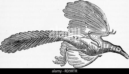 . Zoologie : pour les étudiants et les lecteurs en général . Zoologie. Oiseaux fossiles 537 alors que dans l'ancien temps les oiseaux ont été divisés en un grand nombre de commandes "," ce sont maintenant connus pour être sous- divisions de sous-classes ou ordres-c.-à-d. sous-ordres (la dernière catégorie est adoptée dans ce livre), et probablement dans beaucoup de cas devrait être honorée qu'avec le rang de famille. La découverte de l'Archwoptery.v et d'oiseaux avec des dents et biconcave vertebrje a essentiellement modifié les points de vue sur la classification des oiseaux. L'ordre 1. Saururce.-La plus ancienne géologiquement, oiseaux parler- ing, est e Banque D'Images