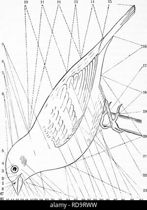 . Zoologie : pour les étudiants et les lecteurs en général . Zoologie. 520 Journal ZOO. r. 45 44 43 42 38 37 414039 30 35 34 33 32 3130 29 28 27 26 25 24 Fig. 452.-Topographie de l'oiseau. 1, le front (frons) ; 2 ; 3, lore, clrcumorular ; Région 4, couronne (vertex) ; 5, de l'œil ; fi, Hind (tête) : 7 l'occiput, la nuque (nvcha) ; 8, Hind (cernix) ; 9, côté d'neclc ; 10, 11 ; région interscapulaire, dos ou bade proprement dits, y compris 10, 12, notmum ov, la partie supérieure du corps proprement dits, y compris 10,11 et 13 ; 13, la croupe (uropi/f/ium) ; 14, 15 ; tectrices sus-caudales, la queue ; 16, sous-caudales ; 17 ; 18, tarse, abdomen ; 19, doigt postérieur (hallu Banque D'Images