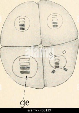 . Einführung in die Biologie. La biologie. . Veuillez noter que ces images sont extraites de la page numérisée des images qui peuvent avoir été retouchées numériquement pour plus de lisibilité - coloration et l'aspect de ces illustrations ne peut pas parfaitement ressembler à l'œuvre originale.. Maas, Otto, historique (1867-1916) ; Renner, Otto. München, Berlin, R. Oldenbourg Banque D'Images