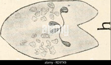 . Einführung in die Biologie. La biologie. E 0. c c &gt ; n co bo 'c o w rr. Veuillez noter que ces images sont extraites de la page numérisée des images qui peuvent avoir été retouchées numériquement pour plus de lisibilité - coloration et l'aspect de ces illustrations ne peut pas parfaitement ressembler à l'œuvre originale.. Maas, Otto, historique (1867-1916) ; Renner, Otto. München, Berlin, R. Oldenbourg Banque D'Images