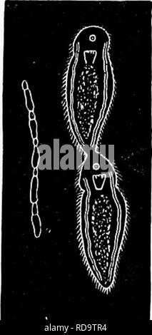 . Zoologie : pour les étudiants et les lecteurs en général . Zoologie. Zoologie 144. L'Turbellaria sont hermaphrodites, les ovaires et les testicules â avec l'accessoire appareil (Fig. 95) étant présent dans la même personne. On sait peu de choses sur le développement de la télévision à worms. Dans un Planariau Stylochus marine commune, elliptica (Girard), qui est d'environ deux centimètres de long et vit sous les pierres entre les marques de marée, au nord de Cape Cod, les oeufs sont depos- nickko en mai et juin, dans une mince bande, visqueux, sur les pierres et des algues. Les œufs subissent une segmentation totale dans quatre ou cinq jours après avoir été posées. La larve je Banque D'Images