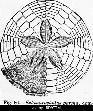 . Zoologie : pour les étudiants et les lecteurs en général . Zoologie. PRINOIPAL FORMES DE SFA-UBOHms. 123 En tenant une enquête rapide des principales formes de mer- nrchins^, nous pouvons diviser en deux EchinoUlea de classe ou^ PalecMnida- ders : ou plus, les oursins de mer, dans lesquels le shell est composé de plus de vingt lignes de plaques ; et l'Autechinida avec vingt rangées de plaques.* 1. Pafec/ii"j£ ?a.-comprend d'abord le sous-ordre moi- lonitida, dans laquelle il y a plus de dix rangées de plaques ambula- cral, représenté par Melonites du charbon, et ProtecMnus Palmchinus Archmocidaris,,, etc. dans le Banque D'Images