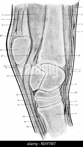 . L'Anatomie chirurgicale du cheval ... Les chevaux. IX. la plaque-SEirnoN Mésial longitudinal ok jarret gauche montrant la face intérieure de la partie extérieure. I. L'extenseur muscle pedis. 2. Perforans. muscle fléchisseur 3. Metatarsi et tendineuses fléchisseurs (musculaire). 4. Tendon du muscle gastrocnémien. 5. Tendon du muscle extenseur pedis. 6. Tendon du fléchisseur perforatus 6a. Bursa sous Perforatus Pac. 7. Bande annulaire supérieure. 8. Tuber calcis. 8a. Gaine tarsienne. 9. Tibia. 10. Ligament commun postérieur. 11. Le ligament commun antérieur. 12. Membrane synoviale de vrai jarret. I2A. Corps de calcis. 13. Milieu bande annulaire. 14. Scaphoi Banque D'Images