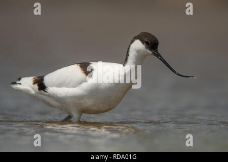 Avocette élégante (Recurvirostra avosetta) sur l'eau. Banque D'Images