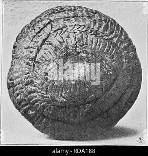 . L'histoire de Victoria du comté de Cumberland. L'histoire naturelle. Tumulus de vieux parcs : East Side de la pierre n°5. Fig. V. Fig. VII.. Veuillez noter que ces images sont extraites de la page numérisée des images qui peuvent avoir été retouchées numériquement pour plus de lisibilité - coloration et l'aspect de ces illustrations ne peut pas parfaitement ressembler à l'œuvre originale.. Wilson, James, Vicaire de Dalston. Westminster [A. Constable et Company, Limited] Banque D'Images