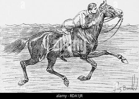 . La rupture et l'équitation, avec l'armée de commentaires. Les chevaux, l'équitation. 232 L'ARMÉE CHEVAL. ratoire travail et trois mois de rupture. À quatre ans, il sera cassé et tout à fait prêt pour le travail. Bien qu'il puisse être dit que ce quatre-année-vieux travail serait une usure prématurée de là, t'affirmer, et l'expérience le prouve. Fig. 50.-Rider faire nager son cheval selon M. James Filhs's méthode qui, dans les conditions que j'ai fixées, elle permettra de développer et de renforcer la position de lui. On vient de décrire, la croupe du cheval deviendra de plus en plus déprimés, l'animal sera dressée, se trouve sur l'arrière Banque D'Images