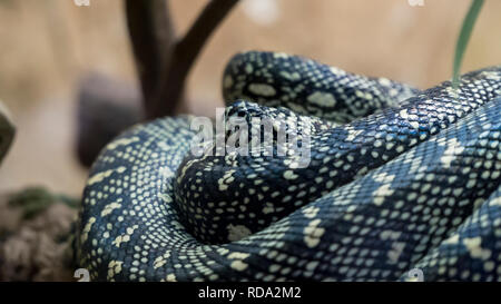 Un serpent enroulé dans le terrarium Banque D'Images