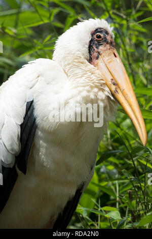 Portrait d'une voie lactée stork (Mycteria cinerea) Banque D'Images