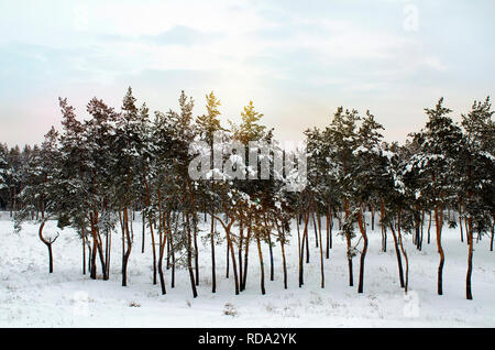 Pins couverts de neige le soir glacial. Belle forêt hiver neige paysage à Banque D'Images