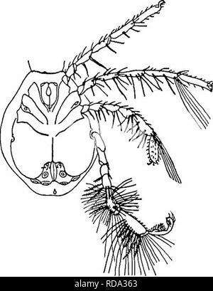 . La biologie d'eau douce. Biologie des eaux douces. L'EAU LES ACARIENS (Hydracarina) 853 ou latéralement, et chez les mâles de certaines espèces d'Arrhenurus pro- vers l'envie dans un curieux appendice en forme de manche. La forme est plus nette dans les formes supérieures que dans celles qui semblent les plus primitives. Dans certaines formes de la peau est douce et la surface lisse, mais, plus généralement, il est marqué par de fines stries, comme les lignes de la paume de la main, et dans l'formes inférieures il est souvent granulé ou papillated. D'autres espèces possèdent des plaques chitineuses, qui peuvent être rares et petites ou plus grosses et plus nombreuses, et peut même Banque D'Images