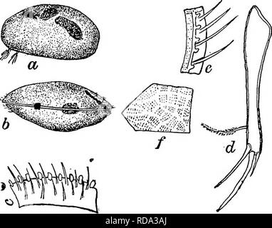 . La biologie d'eau douce. Biologie des eaux douces. Les ostracodes 815 TR (SO) Inner bord antérieur de la coquille droite lisse (Fig. C) 1278 62 32 (53) seta dorsale de furca plus d'une demi-longueur de griffe subterminale (Fig. C) 1270 54 53 (52) de seta dorsale furca pas plus d'une demi-longueur de griffe subterminale (Fig. C) 1273 58 54 (ss) shell gauche plus gros que le droit, et ses bords tuberculées pas (Fig. 1270 b) 56 SS (54) coquille gauche plus petit que le droit, et avec une rangée de tubercules dispersés le long de la marge intérieure (Fig. 1269, 6 e). Cypris {Cyprinotus)pellucide Sharpe 1897. Exceptionnellement Shell trans- Lucent, un Banque D'Images
