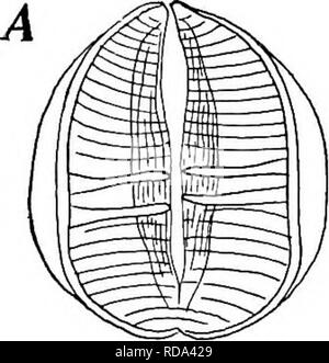 . La biologie d'eau douce. Biologie des eaux douces. La roue (ANTMALCULES 577 ROTATORIA) où les animaux s'attacher ; il porte aussi une paire de "spurs" sur sa face dorsale, une courte distance de l'extrémité. Ces spurs peut-être représenter les deux orteils d'autres rotifères. La trophi (Fig. 867) peut-être la plus actuelle de modification type trouvé dans les rotifères ; elles montrent clairement que ce groupe n'est pas un primitif. Dans la plupart des espèces la trophi sont représentés par deux pièces en forme de quart de sphère et placées côte à côte (Fig. 867, A). L'ensemble de la surface libre de ces pièces s'étendent deux ou m Banque D'Images