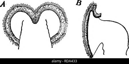 . La biologie d'eau douce. Biologie des eaux douces. La roue ANIMALCULES ROTATORIA) 575 (le typique des rotifères. Encore une fois, comme dans la plupart des cas, des espèces forment une transition vers ces types extrêmes. On trouve le même pecuKar corona, le même type de remarquables jaws, et diverses autres fonctions en commun avec l'MeUcertidae, dans un certain nombre de rotifères en nage libre. Ces en concluent les genres Pterodina (Fig. 942), Pompholyx, Pedalion (Fig. 946),. Fig. 865. Corona oi Lacinularia socialis Ehr., pour montrer les deux couronnes de cils. A, vue dorsale. B, vue de côté. (Après l'Wesenberg-Luod.) Banque D'Images