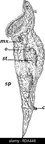 . La biologie d'eau douce. Biologie des eaux douces. La roue ANIMALCULES (ROTATORIA) 56s autres. Une telle enquête donne fortement l'impression que l'autre les rotifères ont été obtenus par diverses modifications de rotifères ayant en général les caractéristiques de l'Notommatidae. L'espace ne permet pas définissant en détail les motifs de cette impres- sion, ni permettre à décrire la transition de nombreuses formes entre les Notommatidae et d'autres groupes. Mais en donnant un. -La Fig. 863. Mule oi Rhinops nlrea, Hudson, montrant la présence de l'ahmentary canal, co, cop- uiatory organe ; mx, mastax ; 0, es Banque D'Images
