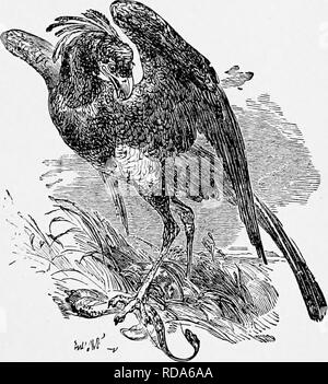 . L'histoire naturelle populaire . Zoologie. Le Secrétaire BIRD. Ing 259 le serpent race, sur quelles créatures il exckisively la plupart des rss. Sans se laisser intimider par les dents de la Cobra, le secrétaire vient d'oiseaux de hardiesse et^ attaque, en dépit de tous les efforts de l'exaspéré et désespéré, reptiie est sûr de sortir victorieux. De nombreuses autres créatures tombent victimes de l'appétit féroce de la secrétaire, et dans l'estomac d'un de ces oiseaux qui a été trouvé par le Vaillant, ont été découvert onze plutôt gros lézards, tortues 11 stnali, un grand nombre d'insectes presque entière, et trois Banque D'Images