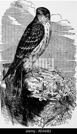 . L'histoire naturelle populaire . Zoologie. 252 LE MERLIN. placé à l'intérieur de l'ouverture, de façon à encourager l'oiseau à s'arracher la chair afin d'assouvir sa faim. L'étape suivante consiste à substituer l'ensemble d'un régime alimentaire ordinaire pour la perdrix, et par degrés de l'enseigner à bondir sur l'oiseau mort comme il est lancé à une distance de plus en plus quotidienne. C'est un bon. UypotriorcAis MJiKLlN.-(lesalon.) pigeon-Hunter, et si le propriétaire choisir de le former pour le petit gibier, il est unique comme un poursuiveur de grives, alouettes, et même les oiseaux, en raison de l'obstination avec laquelle il exerce sur la poursuite, et le Banque D'Images