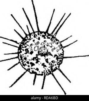 . La biologie d'eau douce. Biologie des eaux douces. 159 159 (160) Corps ; amiboïde endoplasme incolore. . Cienkowsky Nuclearia. Les espèces représentatives. . Nuclearia Cienkowsky 1865 simplex. Corps sphérique normalement mais capable de changer de forme. Pseudoix)dia découlant de toutes les parties du corps. Noyau central, vacuoles contractiles plus d'un. Diamètre 20 à 50 m. Rapporté par Conn de connecti- cut. Fig. 352, Nuclearia simplex. X 250. (Après le Connecticut). Veuillez noter que ces images sont extraites de la page numérisée des images qui peuvent avoir été retouchées numériquement pour plus de lisibilité - coloration et apparition de th Banque D'Images