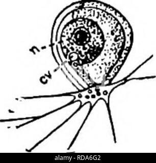 . La biologie d'eau douce. Biologie des eaux douces. 159 159 (160) Corps ; amiboïde endoplasme incolore. . Cienkowsky Nuclearia. Les espèces représentatives. . Nuclearia Cienkowsky 1865 simplex. Corps sphérique normalement mais capable de changer de forme. Pseudoix)dia découlant de toutes les parties du corps. Noyau central, vacuoles contractiles plus d'un. Diamètre 20 à 50 m. Rapporté par Conn de connecti- cut. Fig. 352, Nuclearia simplex. X 250. (Après le Connecticut). Veuillez noter que ces images sont extraites de la page numérisée des images qui peuvent avoir été retouchées numériquement pour plus de lisibilité - coloration et apparition de th Banque D'Images