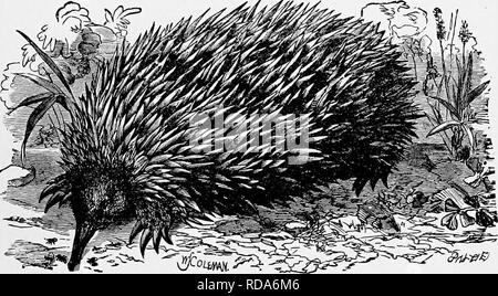 . L'histoire naturelle populaire . Zoologie. Le canard-loi. ii  % présente un aspect très différent, d'être doux, arrondi, et d'une teinte rosâtre à sa pointe, marbrée witli un certain nombre de petites taches. Dr, Bennett, à qui le monde zoologique est tellement redevable pour ses recherches sur les habitudes alimentaires de ce curieux animal, de bien vouloir m'a montré d'excellents dessins, qui, a donné une idée très différente de l'animal à partir de ce qui est obtenu par l'ation de sondages peaux farcies. Le bec est bien fourni avec les nerfs, et semble être un organe de perception sensible, au moyen de laquelle l'animal est activé pour se sentir comme Banque D'Images