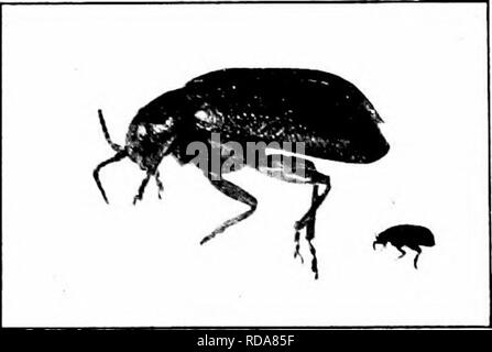 . Insectes nuisibles : la manière de reconnaître et de les contrôler . Les insectes nuisibles ; les insectes nuisibles. Le lyjCBIXG 263 coléoptères feuillage relativement rares intervalles. Demande de Paris invite l'arséniate de plomb ou vert va les empoisonner. La coccinelle des feuilles du cerisier (caricoUis Galerucella Lee.) Un ovale, beetle, un quart de pouce de long, avec des pattes noires et de l'antenne ?, se nourrit sur les feuilles de cerise, de prune et de pêche, et lorsque de nombreuses énigmes le foh- Âge. Le la|V8e se nourrissent aussi sur les feuilles. Le stade pupal est passé dans le sol, et il y a deux couvées par an. Le remède est prompt la pulvérisation avec de l'arséniate de plomb ou Banque D'Images