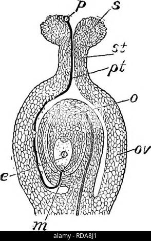 . Beginners' botanique. La botanique. La fertilisation et la pollinisation des fleurs -145. application de pistils de pollen de la même fleur est proche- la fertilisation ou l'auto-fertilisation. On voit que la fertilisation croisée lien peut être d'un grand nombre de degrés - entre deux fleurs dans le même cluster, entre ceux qui sont dans des groupes différents sur la même branche, entre ceux sur différentes plantes. La fertilisation a lieu habituellement qu'entre plantes de la même espèce ou genre. Dans bien des cas, il y a, en effet, d'une apparente de sélection lorsque le pollen le pollen provenant de deux sources ou plus est appliqué à la stigm Banque D'Images