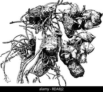 . La pépinière-livre ; un guide complet pour la multiplication de plantes ... Jardinage ; propagation des plantes. 34 LA SÉPARATION ET LA DIVISION. en divisant les couronnes ou porte-greffes en petits por- tions, puis de cultiver ces pour une saison dans les lits spécialement préparés, ou parfois en pots.. xt Carina tabouret, divisé en cinq usines (x 1 à 5).. Veuillez noter que ces images sont extraites de la page numérisée des images qui peuvent avoir été retouchées numériquement pour plus de lisibilité - coloration et l'aspect de ces illustrations ne peut pas parfaitement ressembler à l'œuvre originale.. Bailey, L. H. (Liberty Hyde), 1858-1954. New Y Banque D'Images