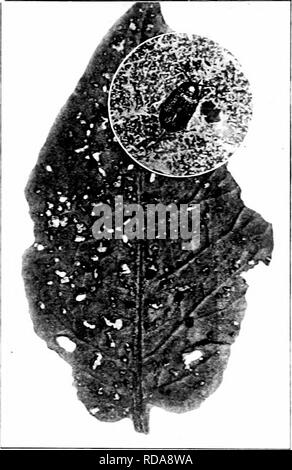 . Insectes nuisibles : la manière de reconnaître et de les contrôler . Les insectes nuisibles ; les insectes nuisibles. 156 RAVAGEURS DE GABI/EX AXD CULTURES FIELL Le concombre Flea-beetle (cunimeri Epitrix-s les cheveux.) SjTiomTas : La coccinelle aux puces de pommes de terre : La tomate Flea beetle-les feuilles de pommes de terre et les tomates, et parfois ceux de concombres et les plantes, sont rididled par ver- petit, noir, les coléoptères actifs qui passer rapidement et disparaissent lorsqu'on les dérange. Leur. Fig. 161. - Le concombre Flea-beetle. Adultes ani w..rk sur p.3tato leal, grandeur nature, et enlarse^j adultes. r&gt;riginal.. Veuillez noter que ces images sont extraites de Banque D'Images