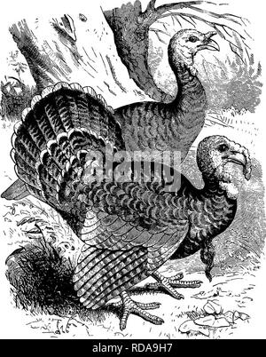 . Clé d'oiseaux de l'Amérique du Nord. Contenant des indications succinctes sur chaque espèce d'oiseau vivant et fossile connu à l'heure actuelle du continent au nord de la frontière du Mexique et des États-Unis, y compris le Groenland et Basse Californie, avec qui sont intégrées d'ornithologie générale : un aperçu de la structure et la classification des oiseaux ; et de l'ornithologie de terrain, un manuel de la collecte, la préparation et la conservation des oiseaux. Les oiseaux ; les oiseaux. PHASIANIB^ : faisans. 575 qui la trachée est compliqué dans un appendice de l'furculum Acryllimn vultwrina ;, Agelas- tes meleagrides et Phasidus, Niger, sont les r Banque D'Images