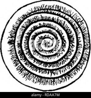 . Un texte-livre de botanique pour les écoles secondaires. La botanique. Fig. 201.-Deux vues de l'un des spermatozoïdes, des cycadales montrant sa forme en spirale et beaucoup de cils.. de grandes feuilles composées, avec l'habitude de fougères et de palmiers de l'arbre (Fig. 198 et 199) ; ou ils sont comme de grands tubercules, couronné dans la même manière (Fig. 200). Les tiges tubéreuse sont souvent plus ou moins enterrés, comme dans nos seulement de cycadales aux Etats-Unis (Floride), illustré à la Fig. 200. Dans les temps anciens cj'ECAD étaient très abondants, mais maintenant ils sont représenté par environ quatre-vingts espèces- scat par l'ori- entale et occidental tropiques. Ils sont Banque D'Images