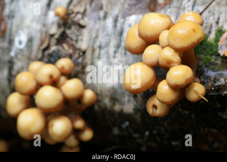 Kuehneromyces mutabilis (synonyme : Pholiota Mutabilis), communément appelé le woodtuft, une gaine de champignons sauvages comestibles provenant de la Finlande Banque D'Images