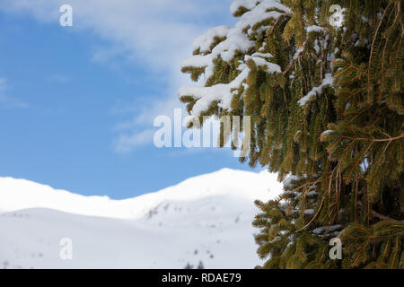 Branches d'épinette sur l'arrière-plan de sommets de montagnes enneigées. Arrière-plan flou Banque D'Images