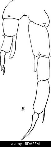 . La biologie d'eau douce. Biologie des eaux douces. 760 Biologie D'EAU DOUCE (24) 25 lamelle hyaline large, allant au-delà de la fin du segment, le deuxième segment basal de l'exopodite droit d'hommes armés cinquième pied sur la face postérieure avec petit crochet. Diaptomus leplopus 1882 Forbes. Trouvés généralement distribué à travers la vallée du Mississippi et s'étend jusqu'au Canada. La variété piscinae se produit dans certaines des collections plus au nord et l'ouest jusqu'au lac Flathead au Montana. Cela diffère du leplopus typique principalement dans la plus grande longueur de la endopodites du cinquième homme pieds et au fait t Banque D'Images