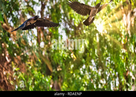 Beau 2 corbeaux noirs volant dans une forêt verte avec Sunray visibles Banque D'Images