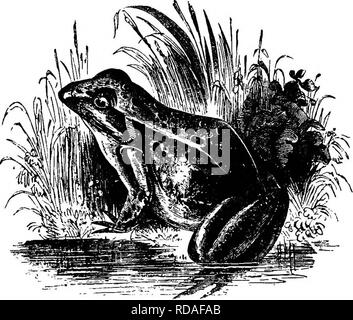 . L'illustre histoire naturelle : comprenant des descriptions des animaux, oiseaux, poissons, reptiles, insectes, etc., avec des esquisses de leurs propres habitudes et caractéristiques . Zoologie. 330 vertébrés. de tha la construction de son propre poumons peuvent rester pendant un certain temps sous l'eau, mais est obligé de venir régulièrement à la surface pour l'application de la respiration.. La Politique Commune de fi-o ! ;. Le Bull-Frog est un habitant d'Amérique du Nord. Il est très vorace, se nourrir de poissons, de mollusques, et même les jeunes oiseaux. Ses pouvoirs de sauter sont si grands, qu'un Indien n'a pas été en mesure de dépasser une grenouille-taureau irrité un Banque D'Images