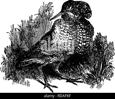 . L'illustre histoire naturelle : comprenant des descriptions des animaux, oiseaux, poissons, reptiles, insectes, etc., avec des esquisses de leurs propres habitudes et caractéristiques . Zoologie. Les échassiers. 299 Le Snipe est trop connue d'avoir besoin de description. Dans ses habitudes elle ressemble beaucoup à la bécasse. Son vol est très sin- gulaires, rendant une diflScult marque. Le Jack Snipe se limite à un seul endroit, et ne peut pas être amené à le laisser quand même tirer dessus. Son vol est totalement perplexe quant à celui de la Com- M M Snipe. Stanley, dans son histoire d'oiseaux, mentionne " un gen- tleman, un très mauvais coup, qui ha Banque D'Images